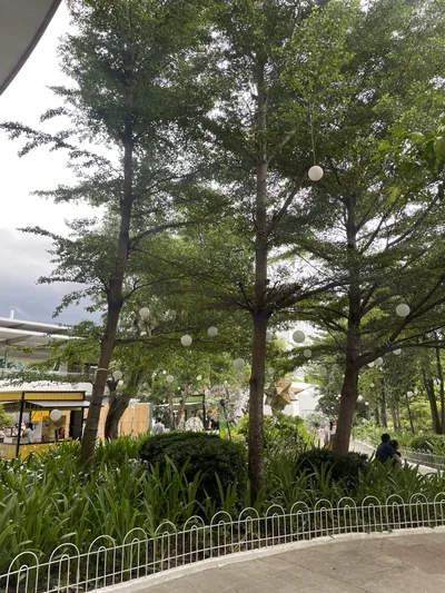 African Talisay photo 1 thumbnail