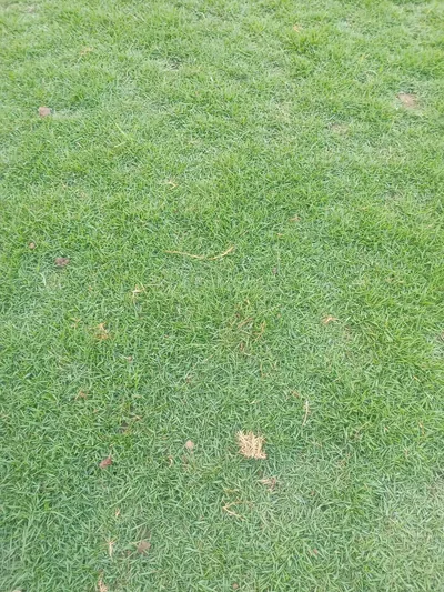 Blue Grass photo 1 thumbnail