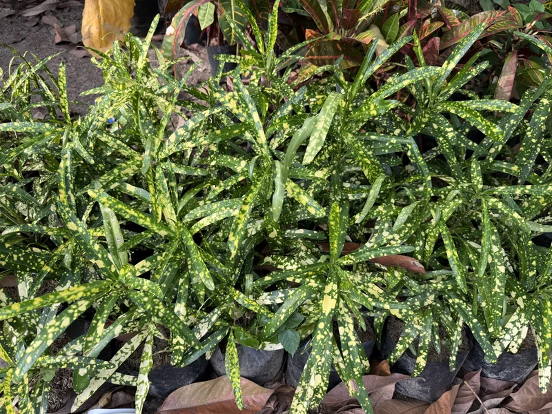 Croton