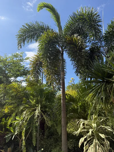 Foxtail Palm photo 1 thumbnail