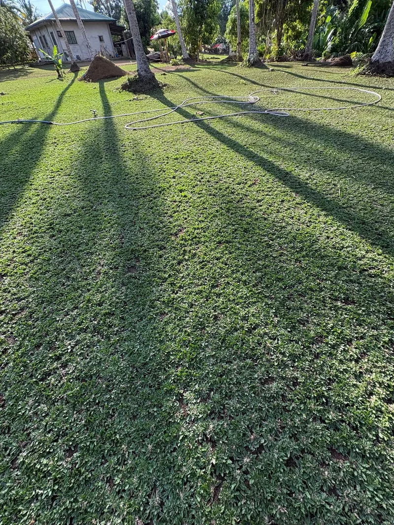 Frog Grass