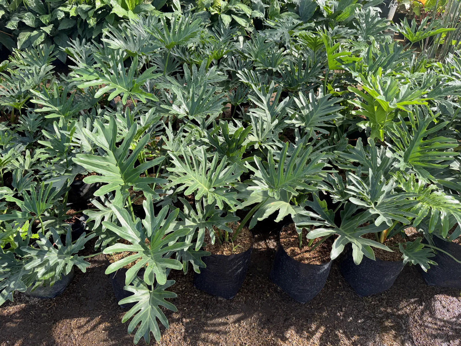 Philodendron Selloum (Sahod Yaman) Philippines | Halamanan