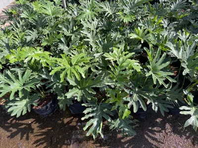 Philodendron Selloum photo 2 thumbnail