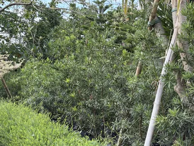 Maki (Podocarpus) photo 1 thumbnail