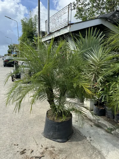 Pygmy Date Palm photo 1 thumbnail