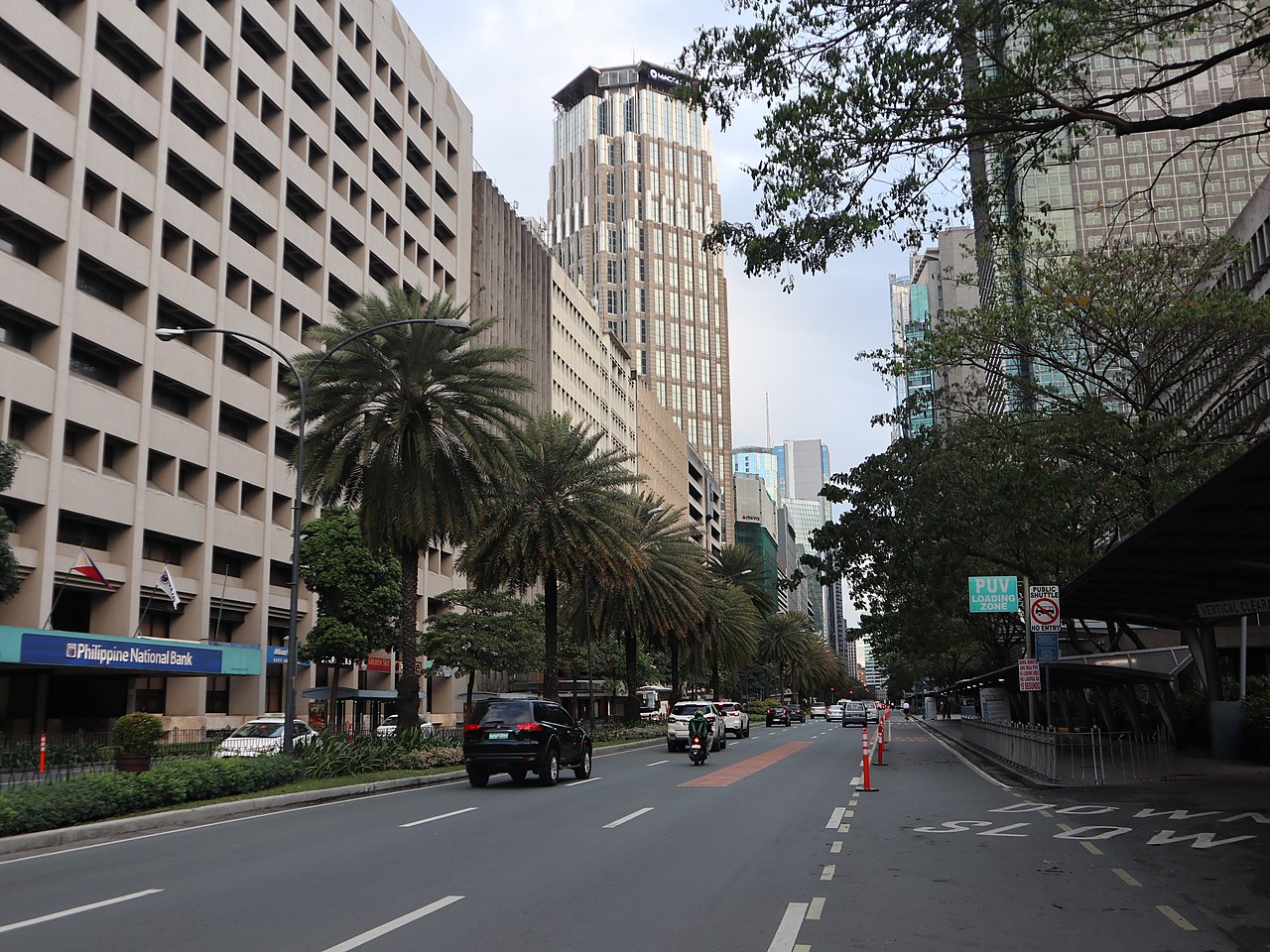 Date Palm along Ayala Avenue Makati