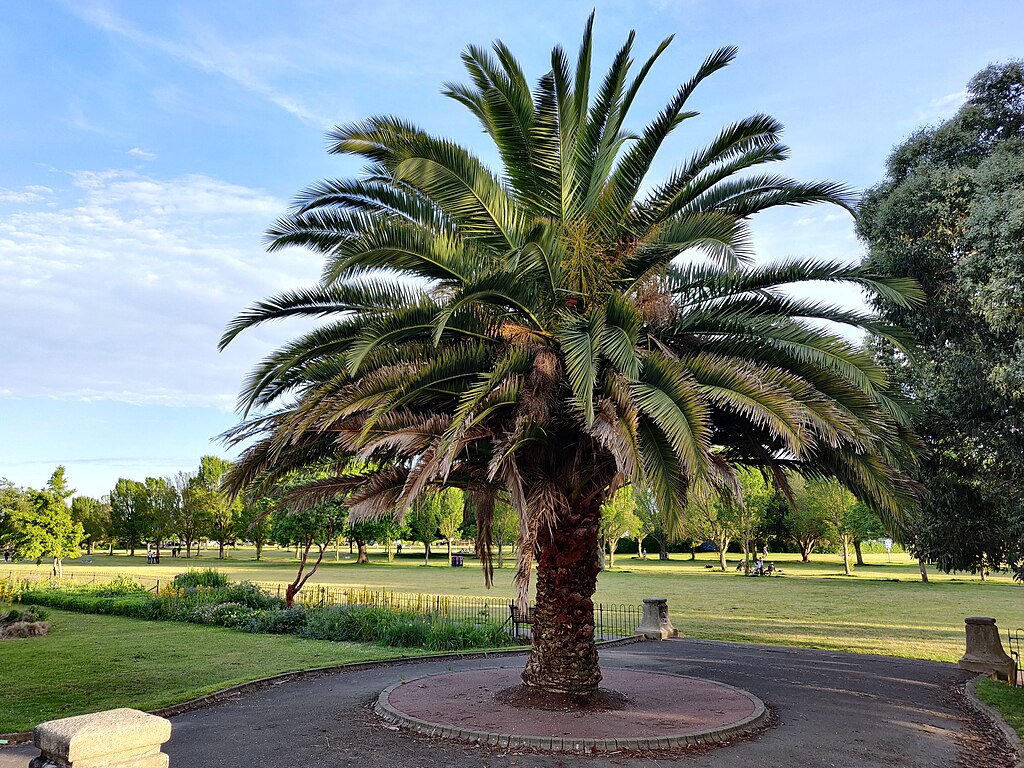 Date Palm - Canary Island